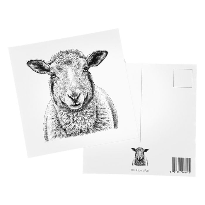 Ansichtkaart Schaap
