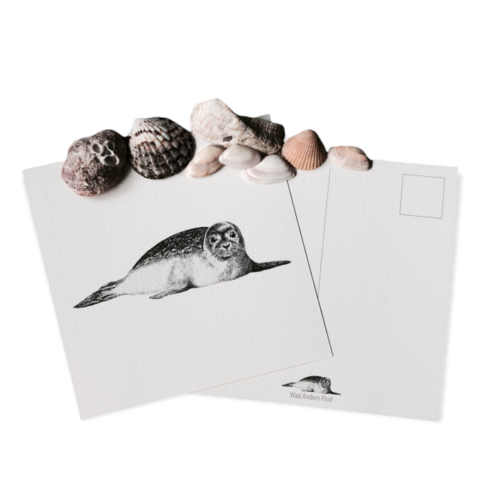 Ansichtkaart Zeehond