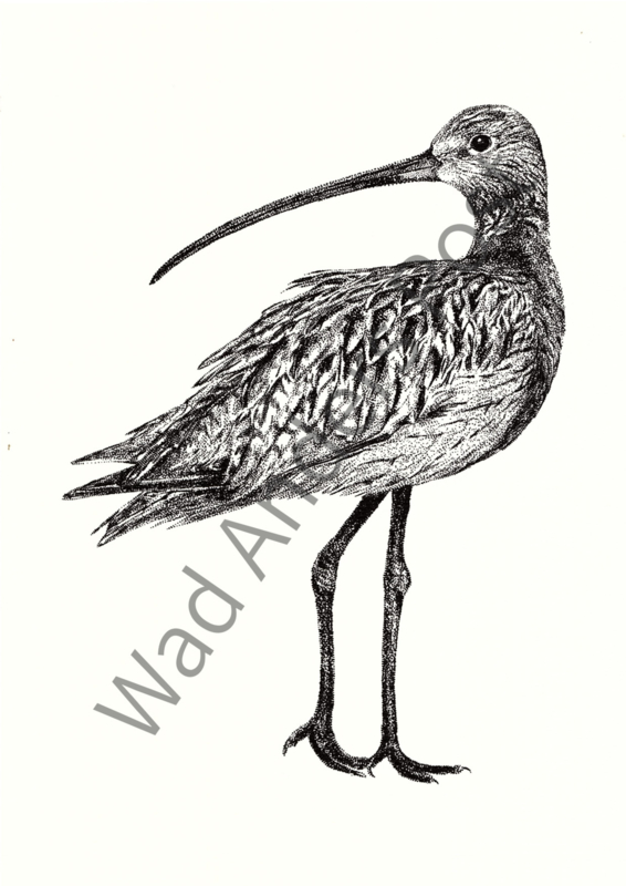De Wulp Poster A4