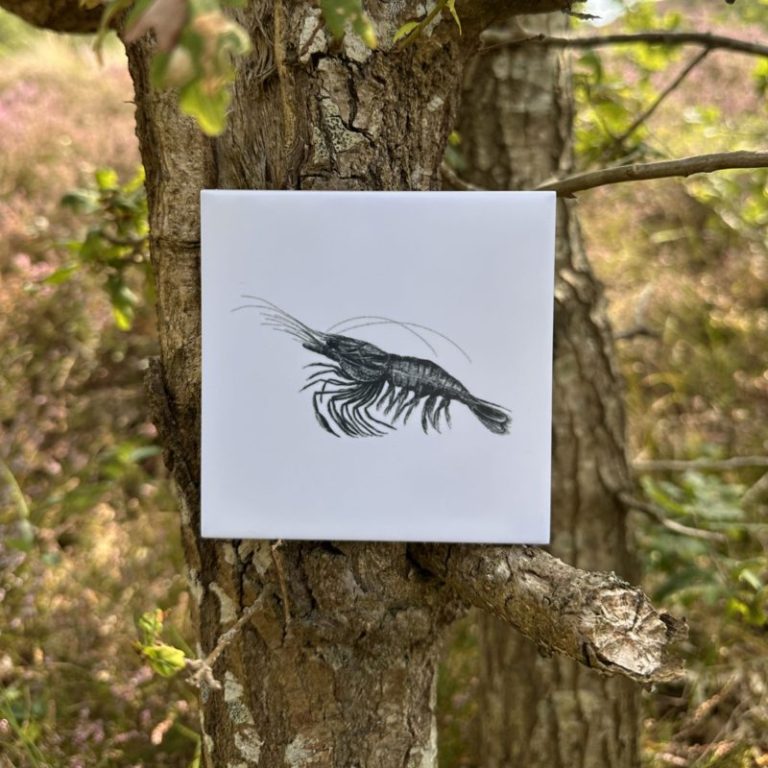 Wandtegel 11cm | Garnaal | Wad Anders Post Terschelling