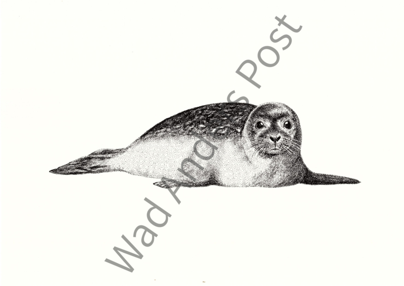 Zeehond Poster A4
